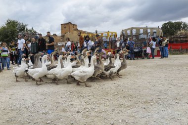insanlar arasında yürüyen kazgrubu