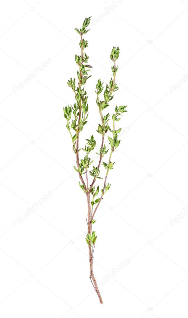 Fresh thyme on white background, top view.