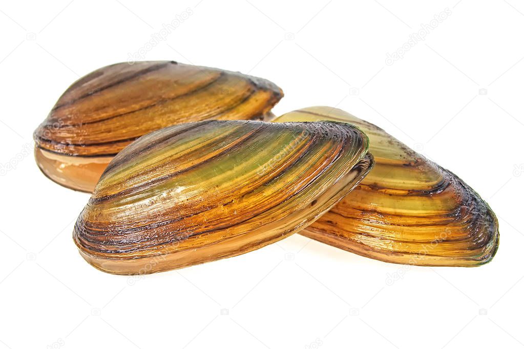 River mussels isolated on a white background