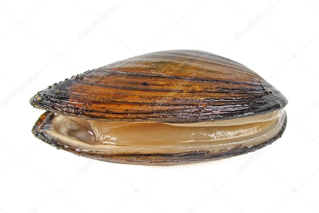 Fresh mussel on a white background