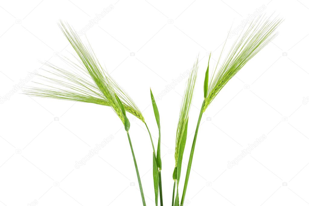 Green spikelet of barley on white background