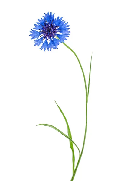 Modrý Květ Chrpy Herb Izolovaných Bílém Pozadí — Stock fotografie