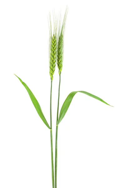 Grüne Ähren Aus Weizen Auf Weißem Hintergrund — Stockfoto