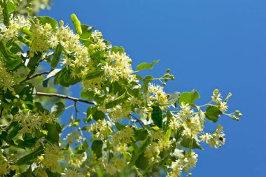 Ihlamur çiçek mavi gökyüzü güneşli bir arka plan üzerinde