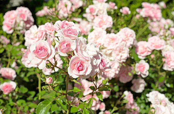 Hermosas Rosas Rosadas Primavera Garde —  Fotos de Stock