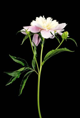 Siyah arkaplanda beyaz şakayık çiçeği