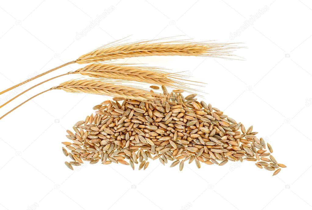Rye grains and ears on white background