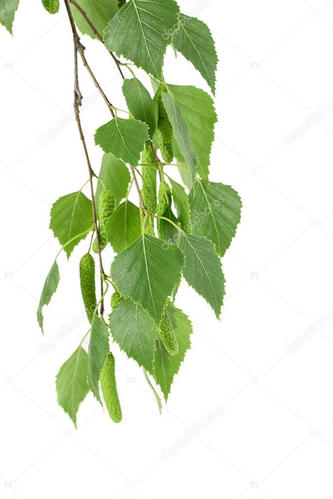 Young branch of birch with buds and leaves, isolated on white background