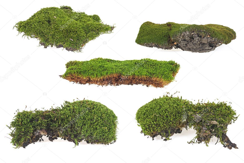 Green moss set isolated on white bakground