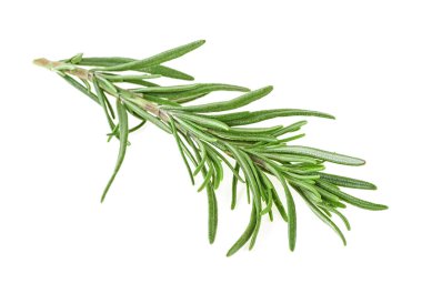 Rosemary on white background