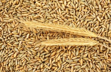 kulaklar ve tahıllar çavdar