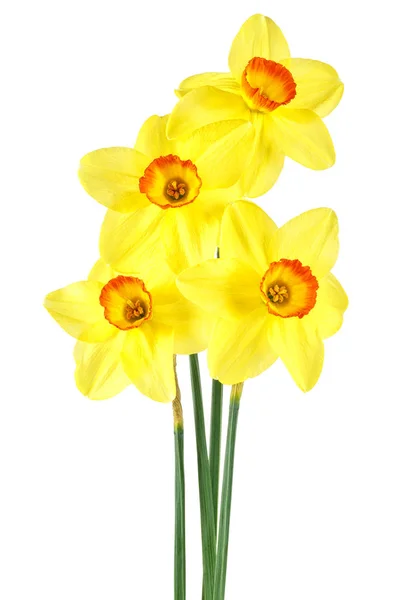 Narcissus Blommor Isolerad Vit Bakgrund — Stockfoto