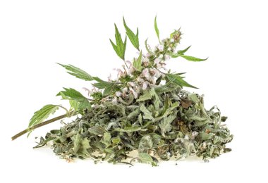 Motherwort bitki beyaz arka plan üzerinde. Kurutulmuş ve taze bitki yığını.