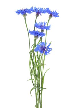 Beyaz bir arka plan üzerinde izole mavi Peygamber