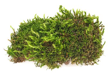 beyaz zemin üzerine yeşil yosun