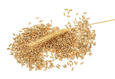 Rye grains and ear on white background clipart