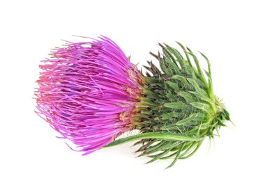 Beyaz arka plan üzerinde izole tek thistle çiçek