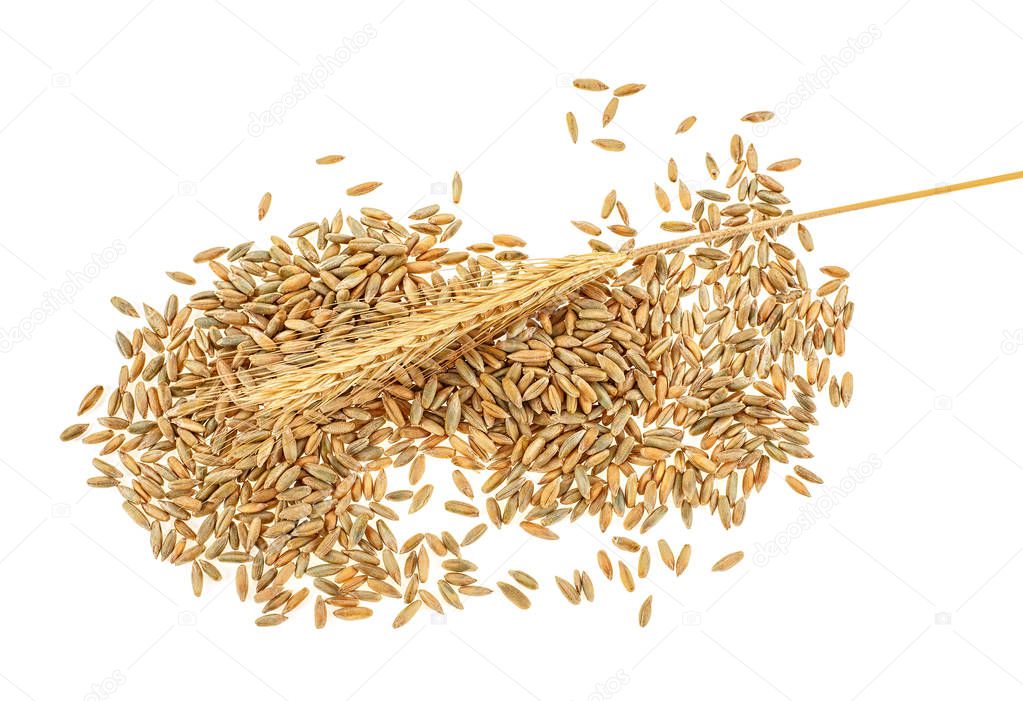 Rye grains and ear on white background