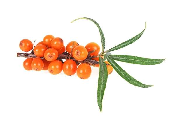 Sea Buckthorn Berries Branch Leaves Isolated White Background — Stock Photo, Image