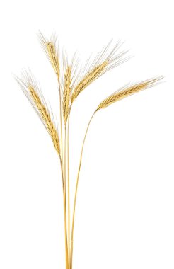 Beyaz bir arka plan üzerinde izole çavdar kulakları