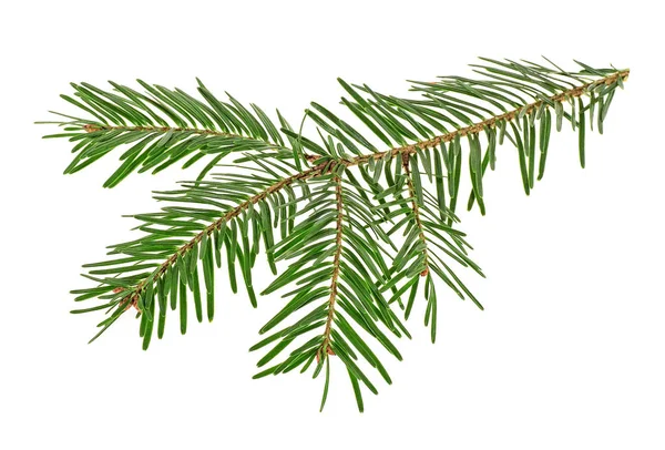 Twig Spruce White Background — Stock Photo, Image