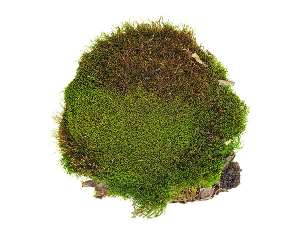 Green moss on white background, top view.
