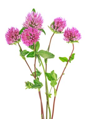 Buket beyaz arka plan üzerinde izole yonca çiçek