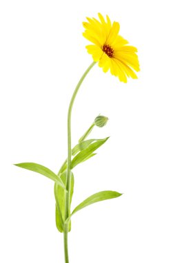 Beyaz bir arka plan üzerinde izole calendula sarı çiçek. Kadife çiçeği çiçek.