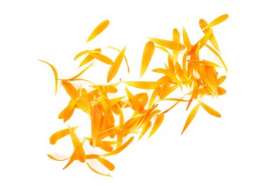 Calendula yaprakları beyaz bir arka planda üstten görünüm.