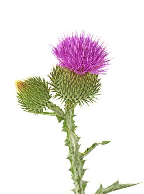 Devedikeni çiçeği beyaz arkaplanda izole edilmiş