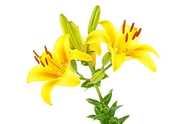 Sarı lily çiçek tomurcukları beyaz bir arka plan üzerinde izole