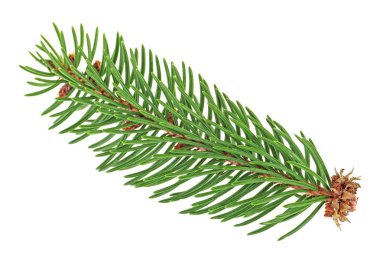 Beyaz arka plan üzerinde izole çam ağacının küçük dal