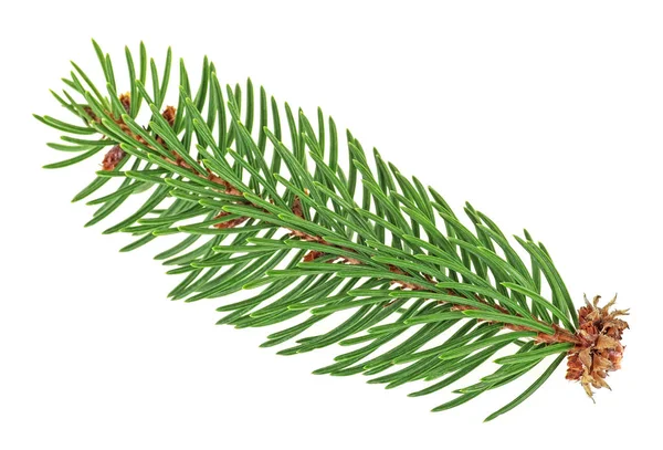 Beyaz arka plan üzerinde izole çam ağacının küçük dal