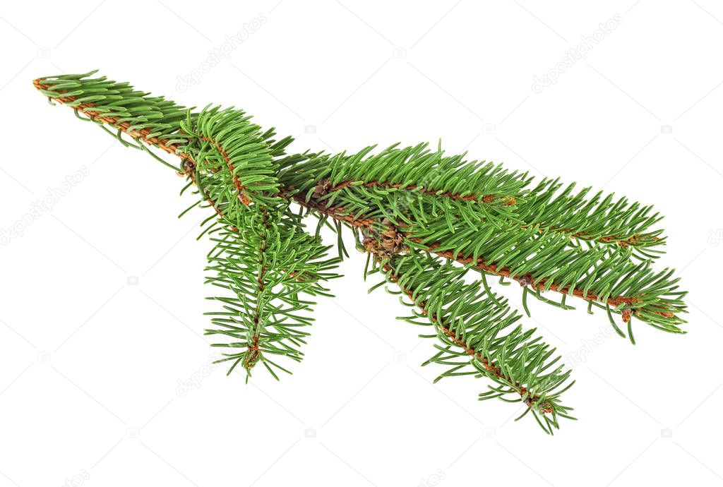 Pine tree branch isolated on a white background