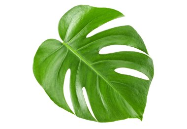 Monstera yeşil orman yaprak beyaz arka plan üzerinde izole