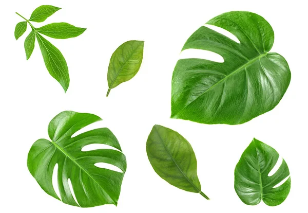 Verschiedene Tropische Blätter Auf Weißem Hintergrund — Stockfoto