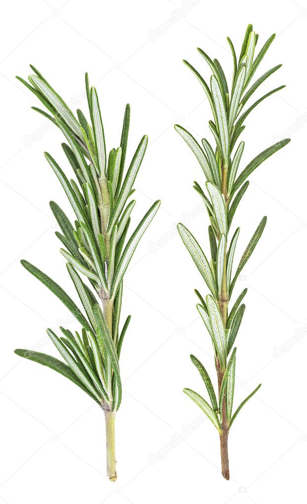 Two twigs of fresh rosemary over white background