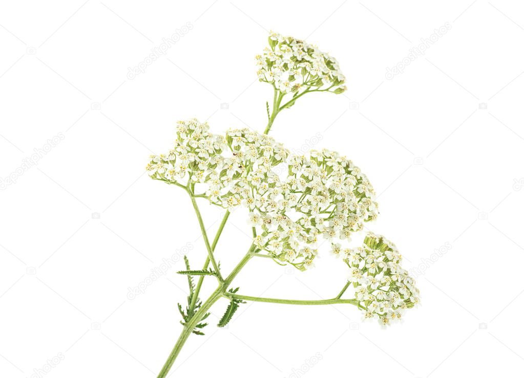 White yarrow flowers with stem isolated on white background
