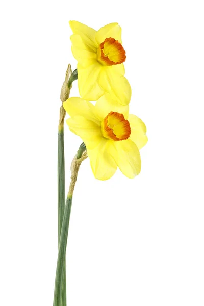 Par Gula Narcisser Blomma Isolerad Vit Bakgrund — Stockfoto