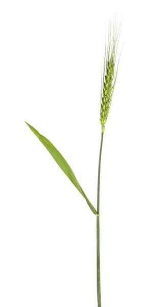白い背景の大麦の緑穂 — ストック写真