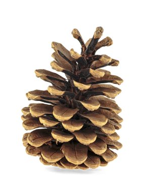 Beyaz arkaplanda çam kozalağı izole