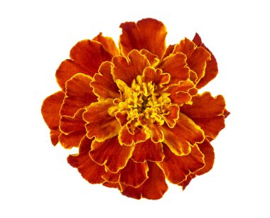 Marigold beyaz arkaplanda izole edildi