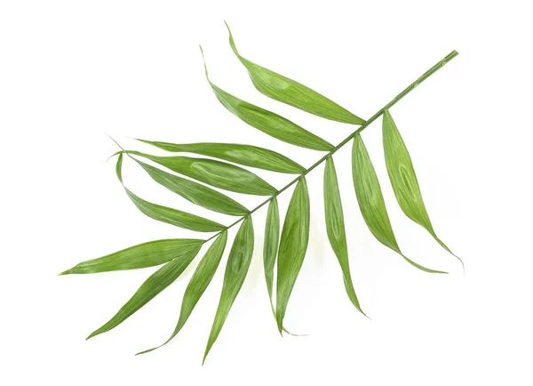 Green Palm Leaf Gren Vit Bakgrund Ovanifrån — Stockfoto