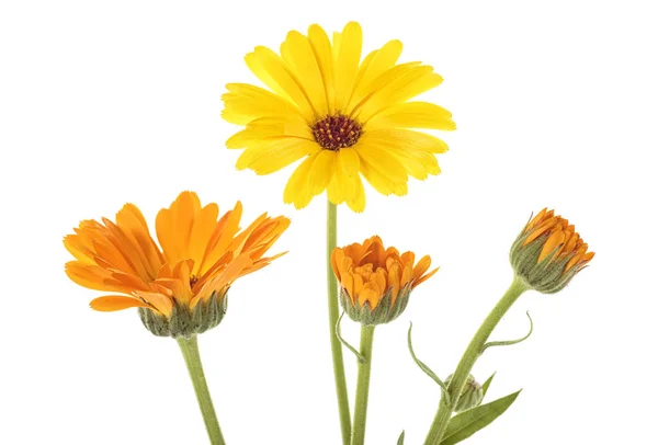 Calendula Fiori Calendula Isolati Uno Sfondo Bianco — Foto Stock