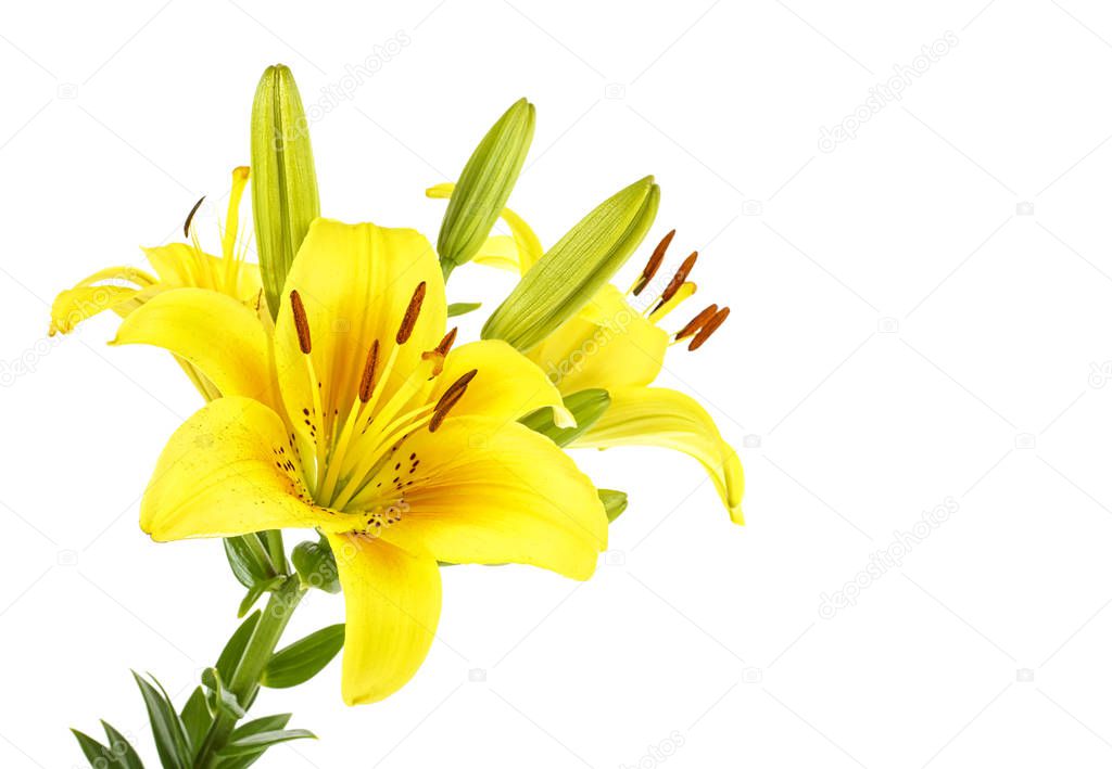 Yellow lily flower with buds isolated on a white background