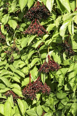 Yaz aylarında, yeşil doğada siyah elderberries