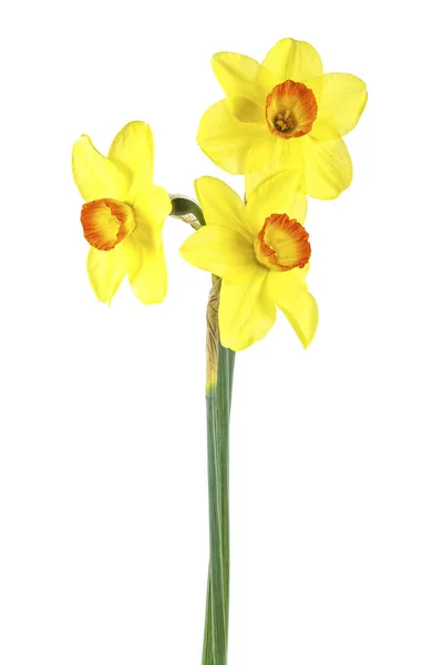 Friske Narcissus Blomster Isoleret Hvid Baggrund - Stock-foto