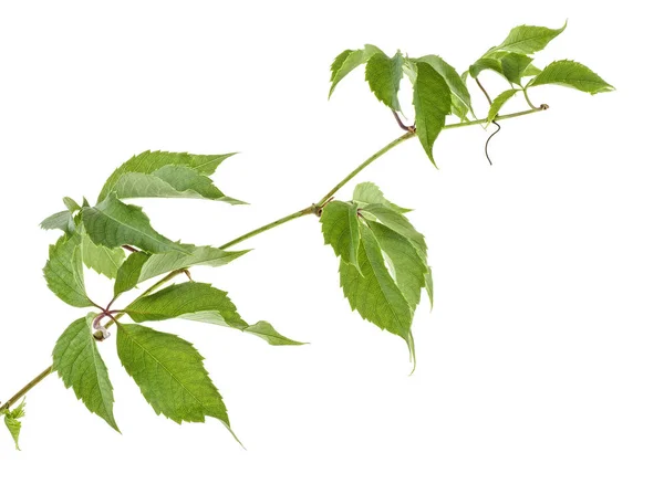 Traubenblätter Zweig Mit Ranken Isoliert Auf Weißem Hintergrund — Stockfoto