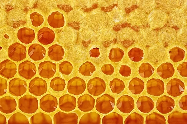 Honingraten Vol Met Honing Honingraat Achtergrond — Stockfoto