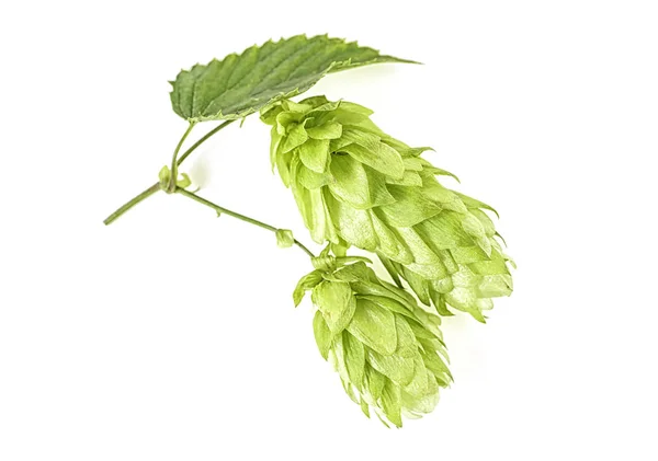 Fresh Green Hop Branch Isolated White Background — Stock Photo, Image